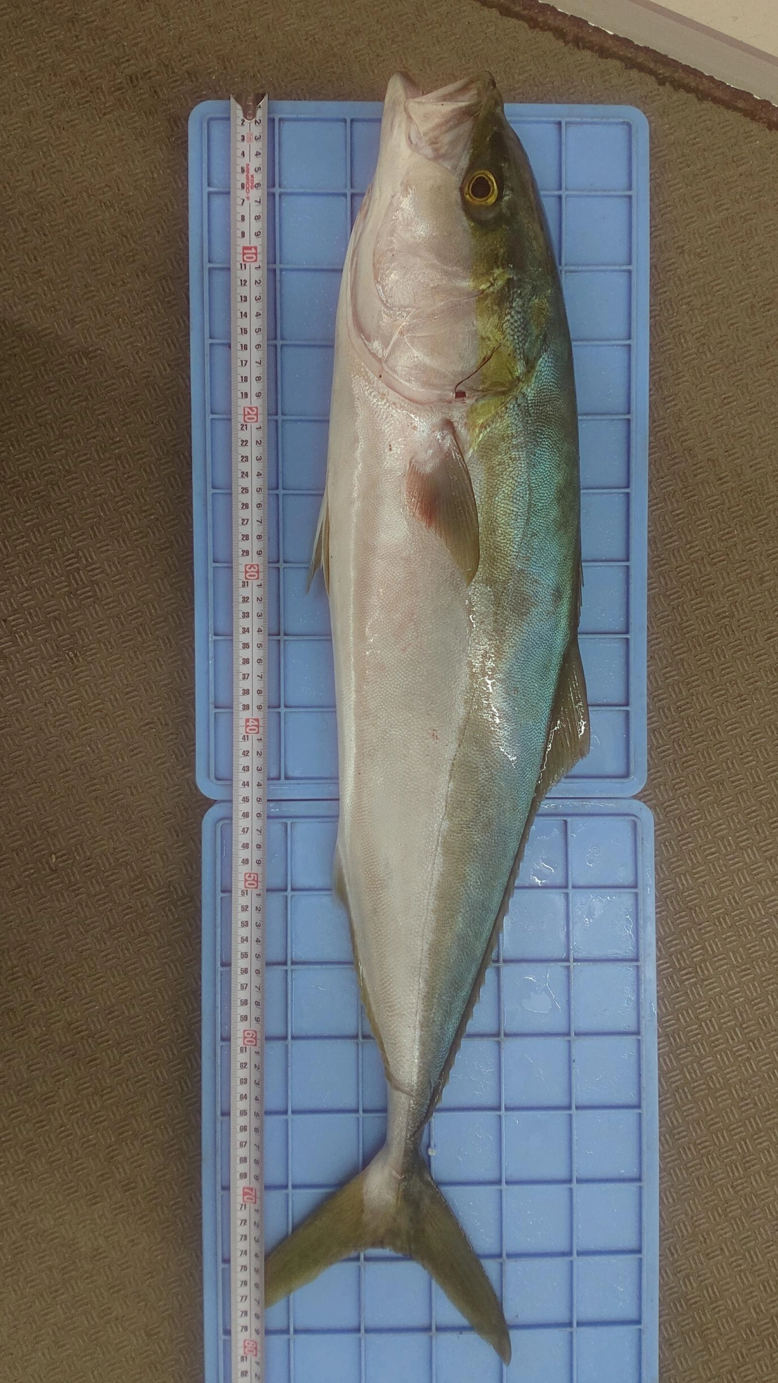 大きさは82㎝！！ブリです！