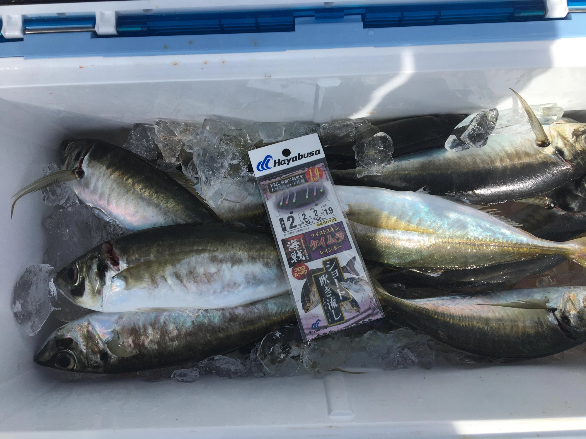 仕掛けはハヤブサの「海戦ショート吹流しケイムラ2号」を使用しました。