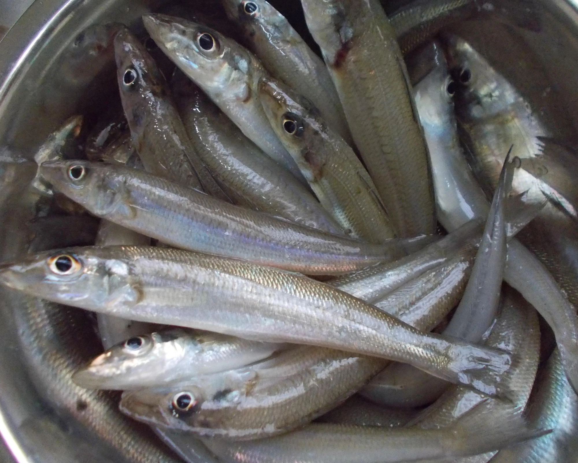 ３時間弱の釣果、祝日でしたが釣り場がすいていたので細かい場所移動して拾い釣りしました。