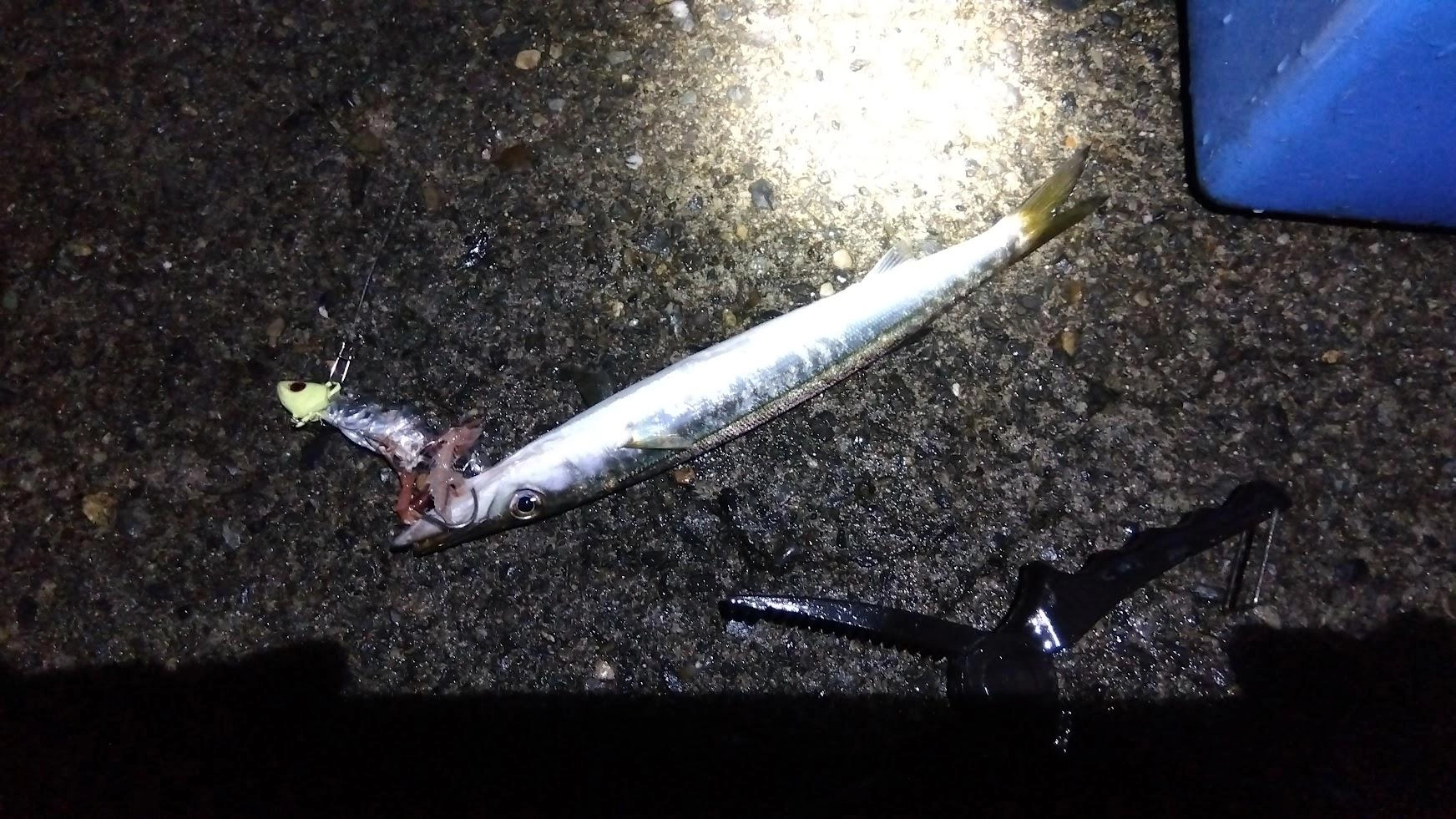 テンヤは釣れたウルメイワシとマイワシを餌にやりましたが、皆このサイズのカマスにやられてしまいました。
夕マヅメの鯵サビキでも切られたり、絡まったりで本当にカマスは困ります。