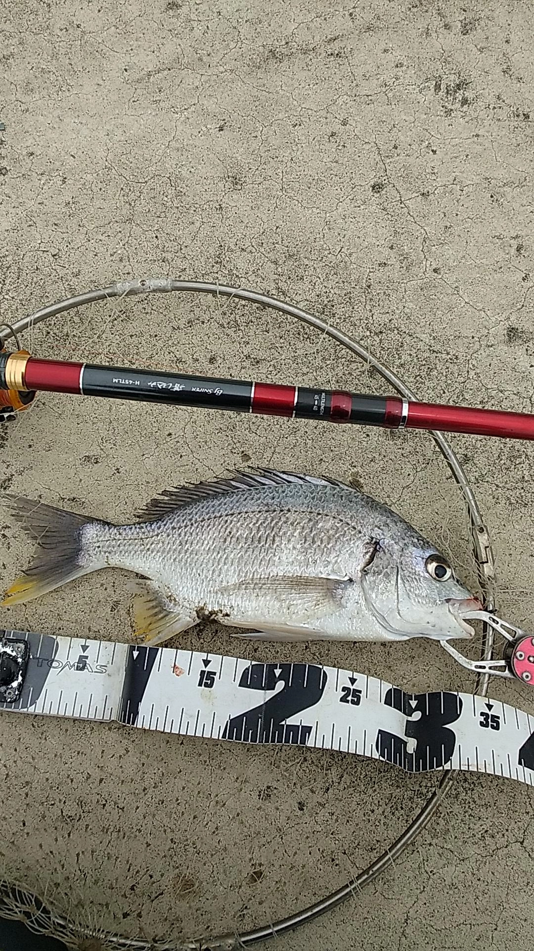 開始90分で、やっと釣れた34センチのキビレ！