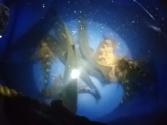蘇生してから解放