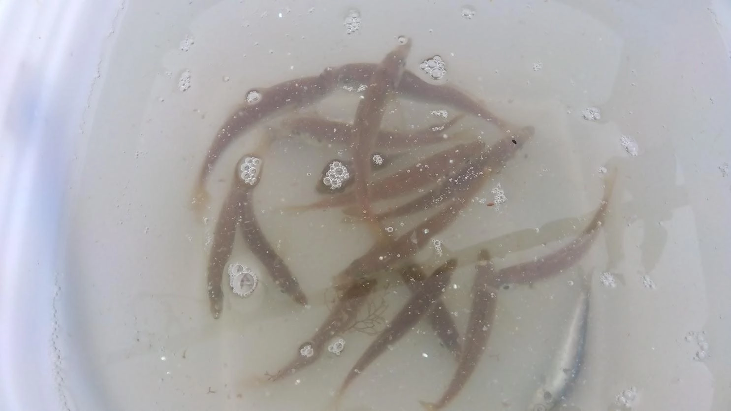 日没後にコマセ無しサビキで小鯵が沢山に少し鰯、小鯖、カマス。
小鯵はいつも沢山釣れますが、小鯖は全く釣れてませんでした。
1匹ですが久しぶりの小鯖釣果です。
