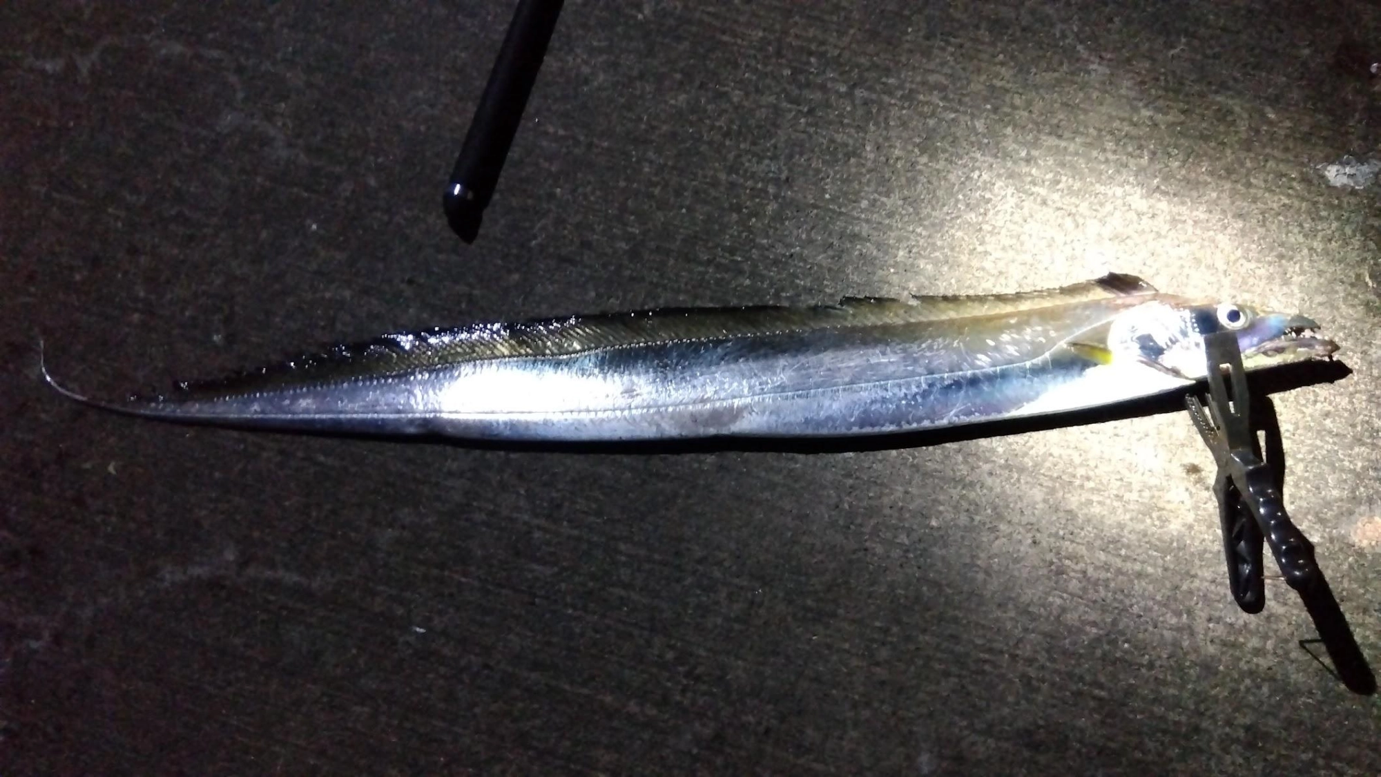 太刀魚テンヤは念のため持参の塩締めした冷凍ウルメイワシを餌に今期最大の太刀魚ゲット。普段と違う釣り場でしたが、なんとか１匹出せました。
ただバイトはこの１回だけで改めて今年のショア太刀魚の難しさを感じました。
シーズンがずれているのか、それとも今年の沼津はダメなのか心配です。