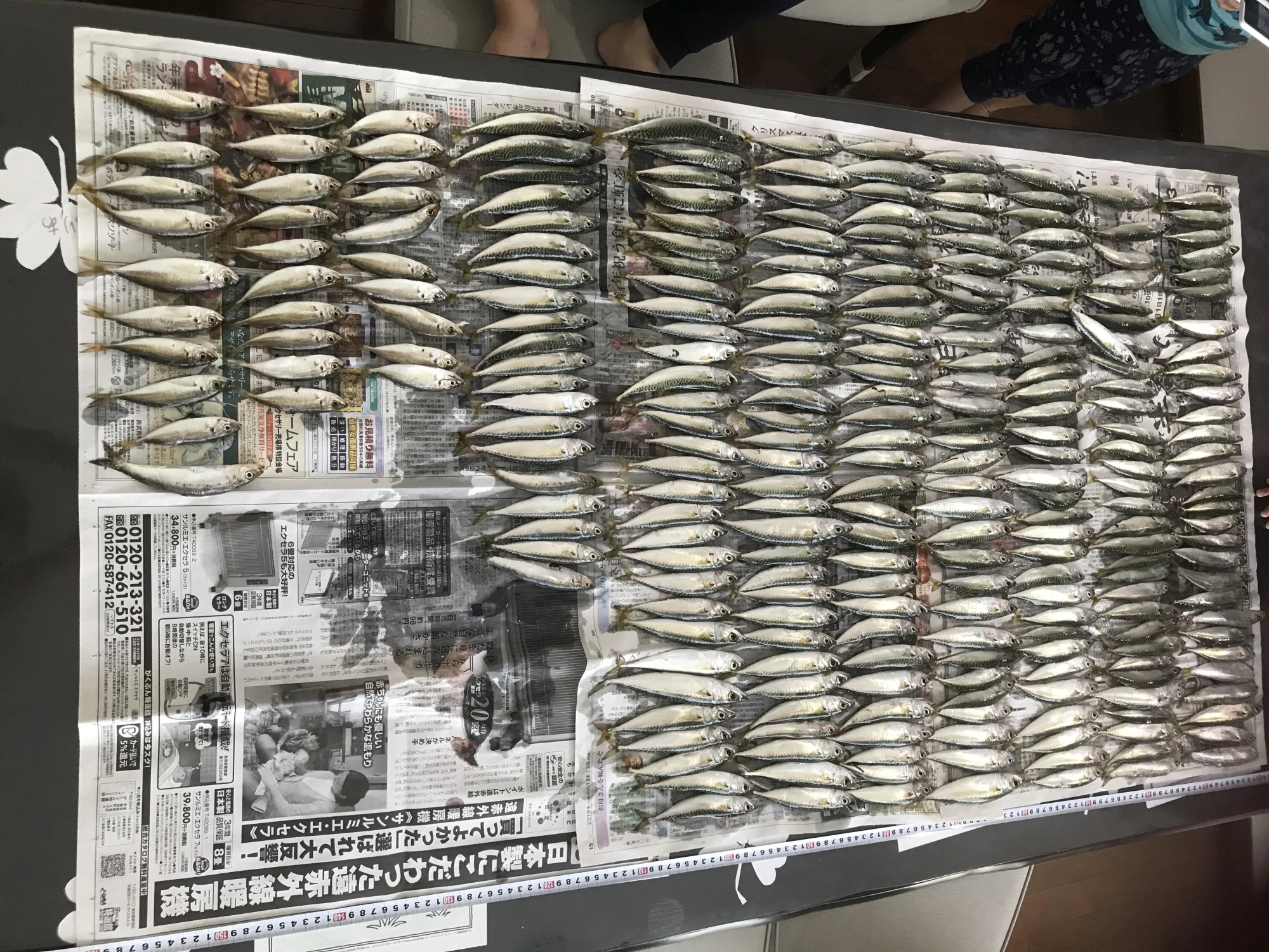 全部で262匹！！
家族6人で大満足！！
イシグロ豊田店の壁に貼って紹介してー！！