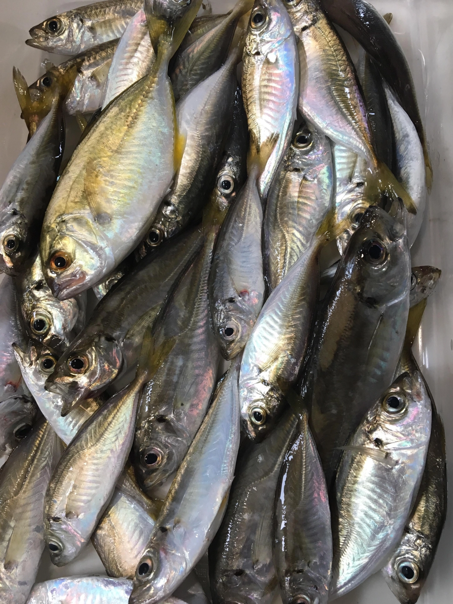 アジを釣るなら早朝が狙い目です！