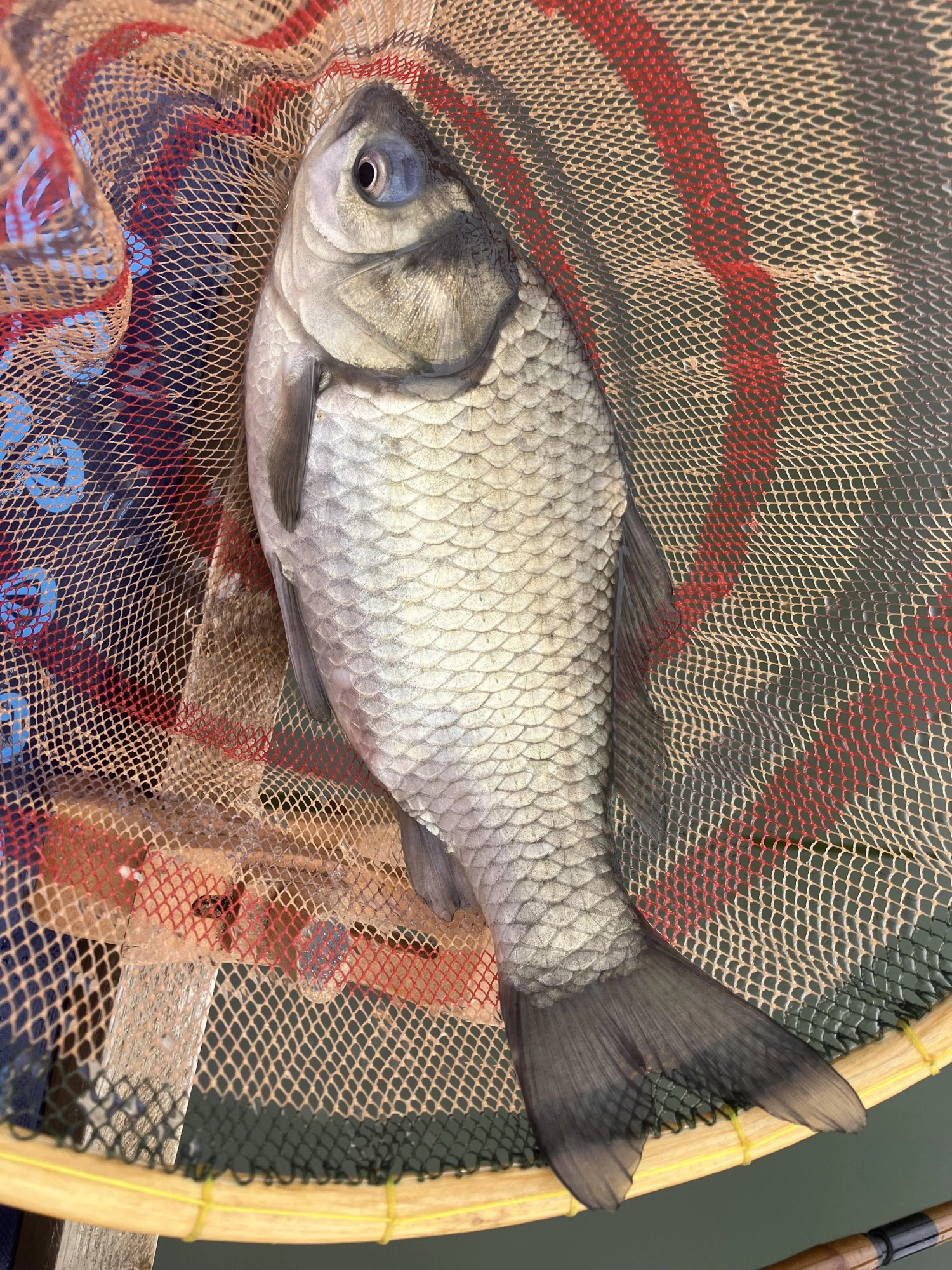 南入口付近に入釣しました。