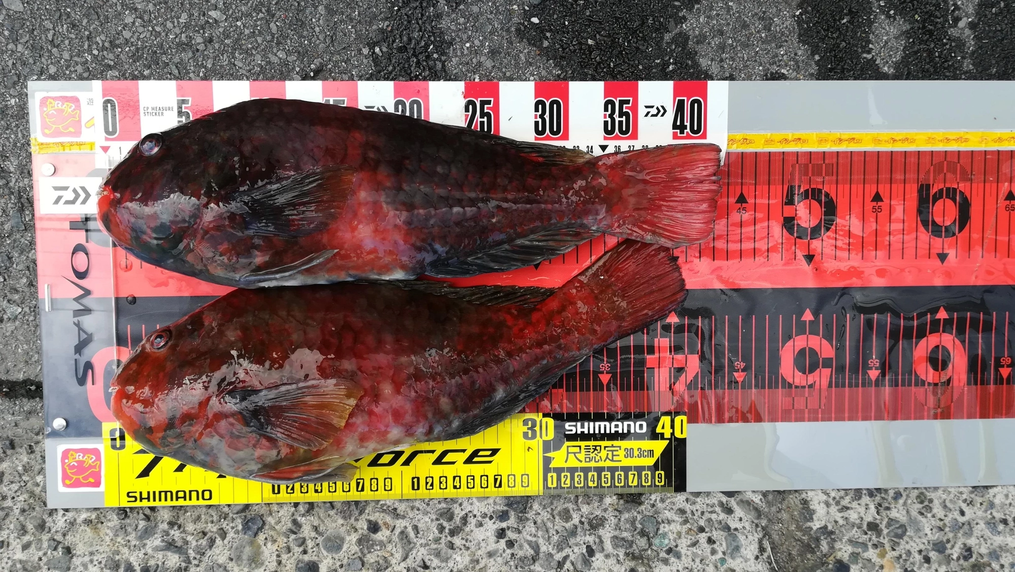 ブダイ最大４３ｃｍを筆頭に４０ｃ級を何枚も釣られていました！