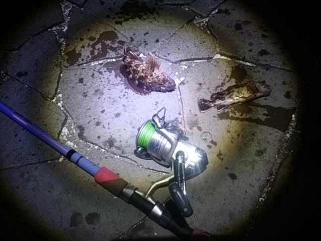 カサゴダブル