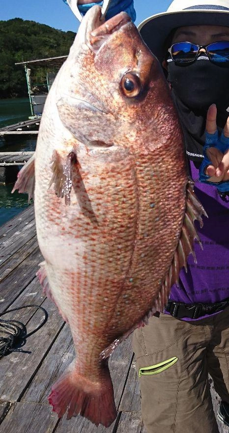 こんな大鯛が釣れちゃいますよ♪