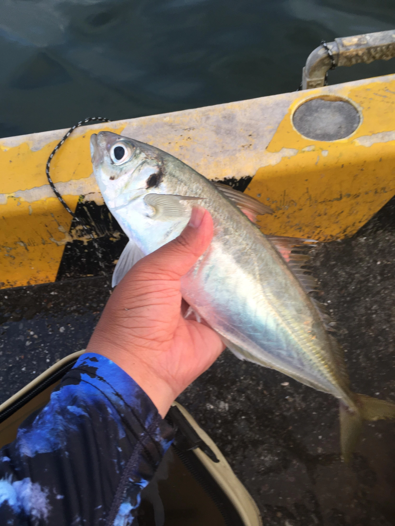 ウキ釣りでヘチから少し離してアオイソメ落としていたら…w