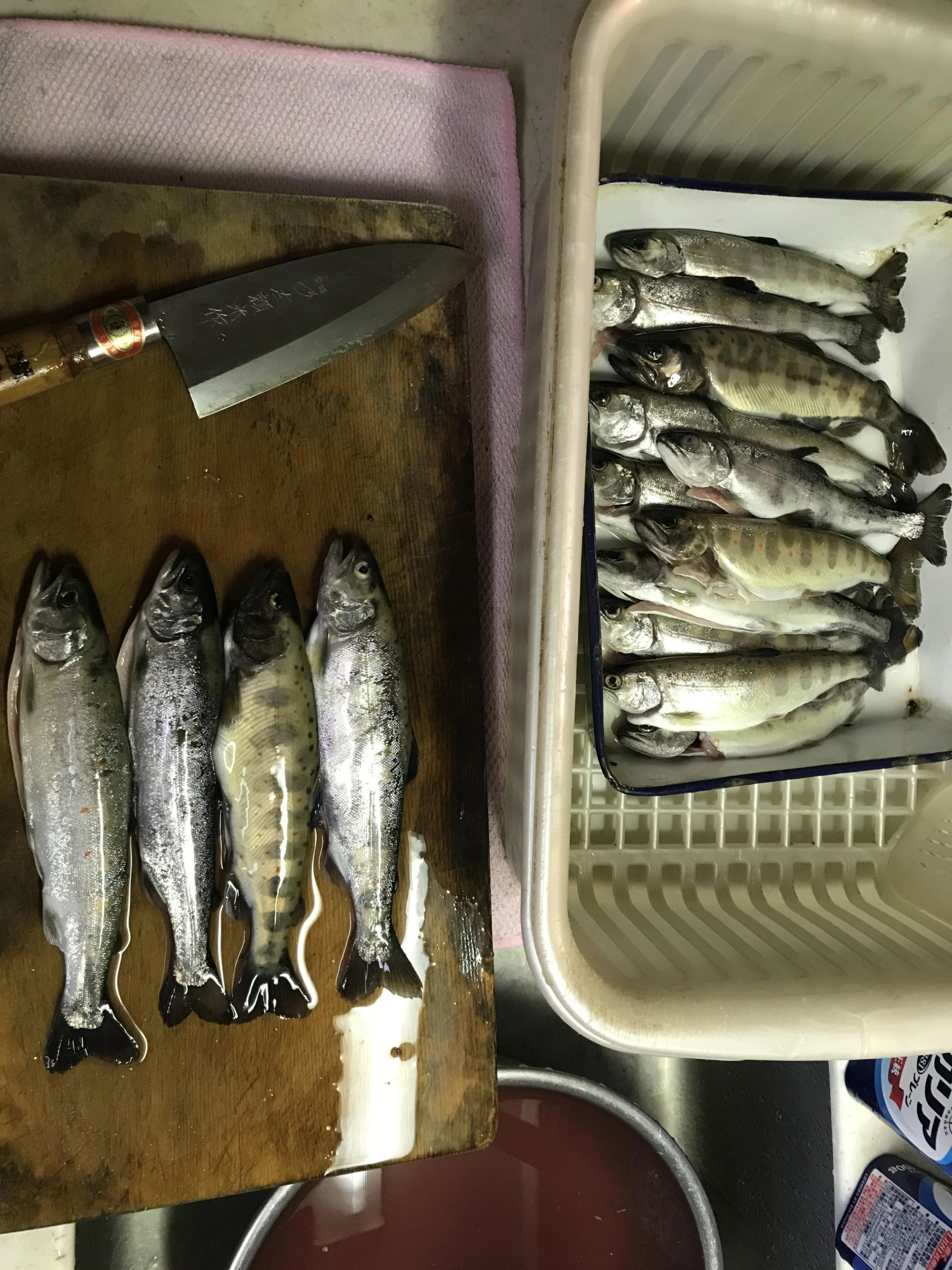 久しぶりにアマゴ美味い、2匹目はカレー粉まぶすと食欲そそります。