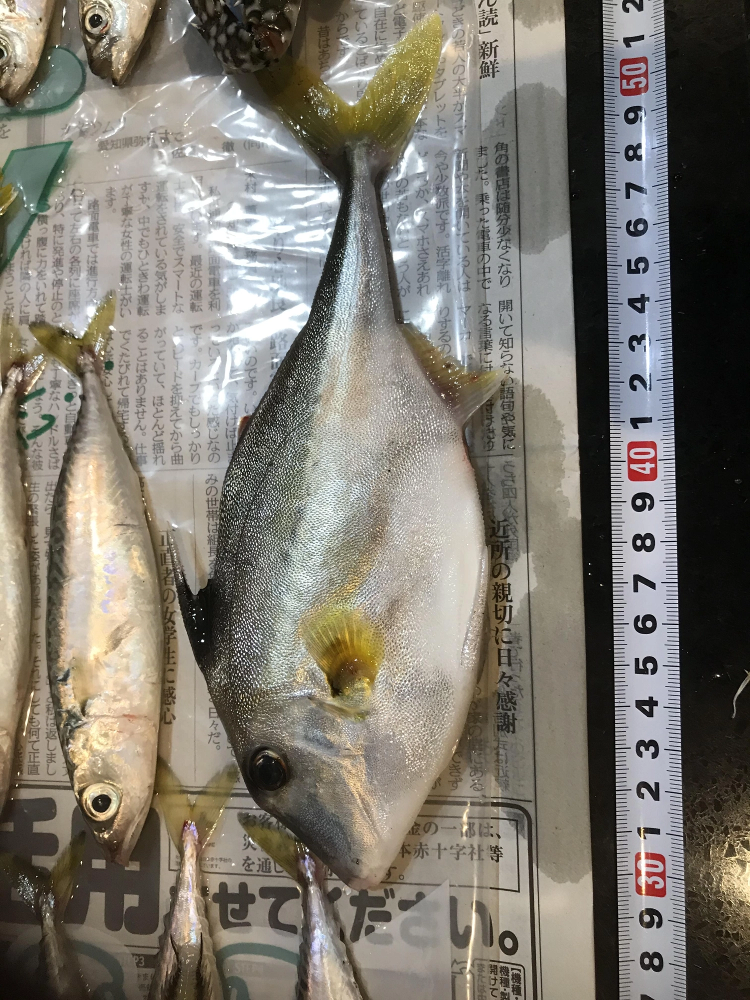 ギマちゃんは肝醤油で刺身で食べました