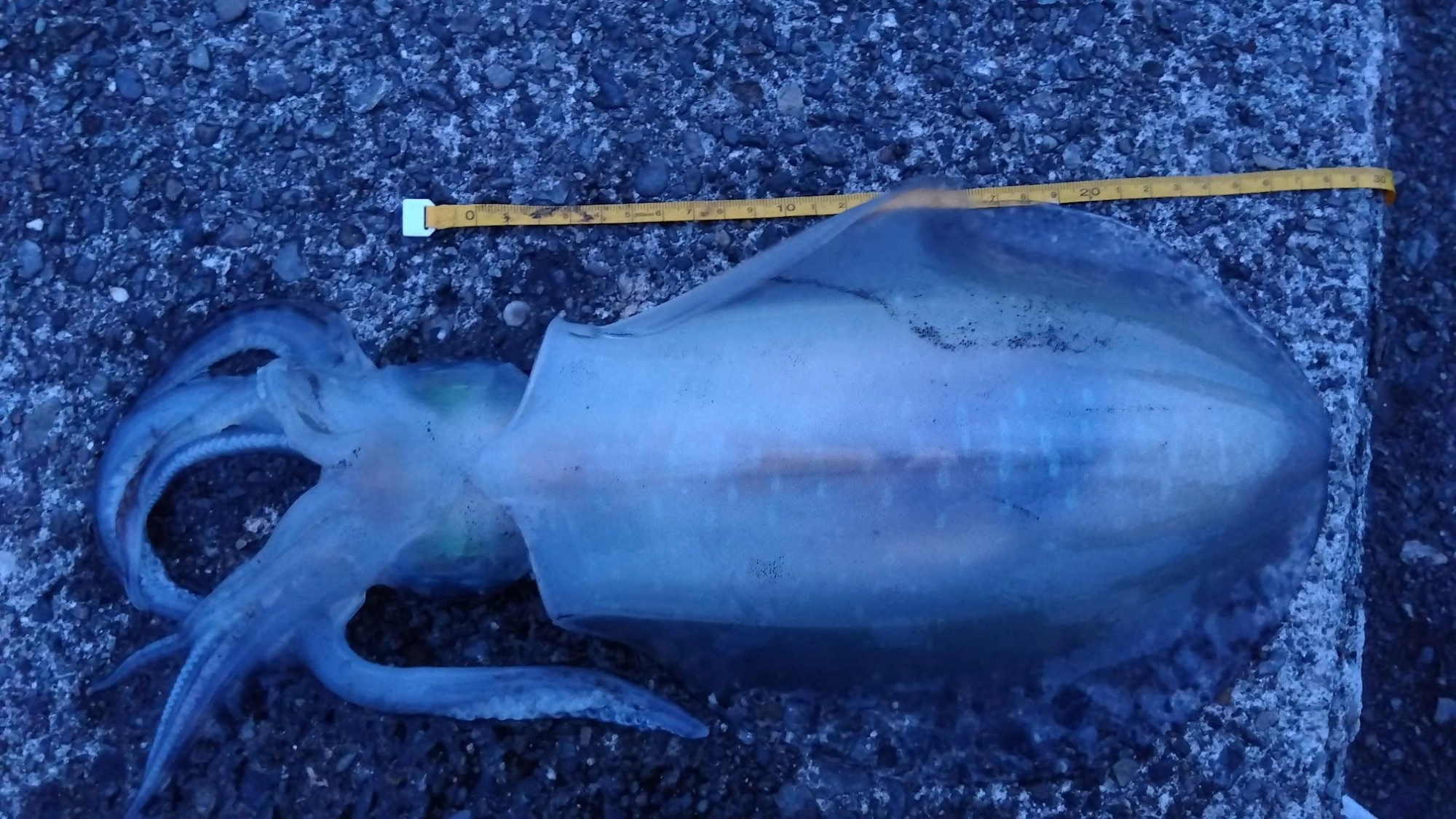 爆風の為に釣り人が少なくイカの警戒心が低い様です。
あと太刀魚がいないのでワイヤーでなく、細糸が使えるのもいいですね。