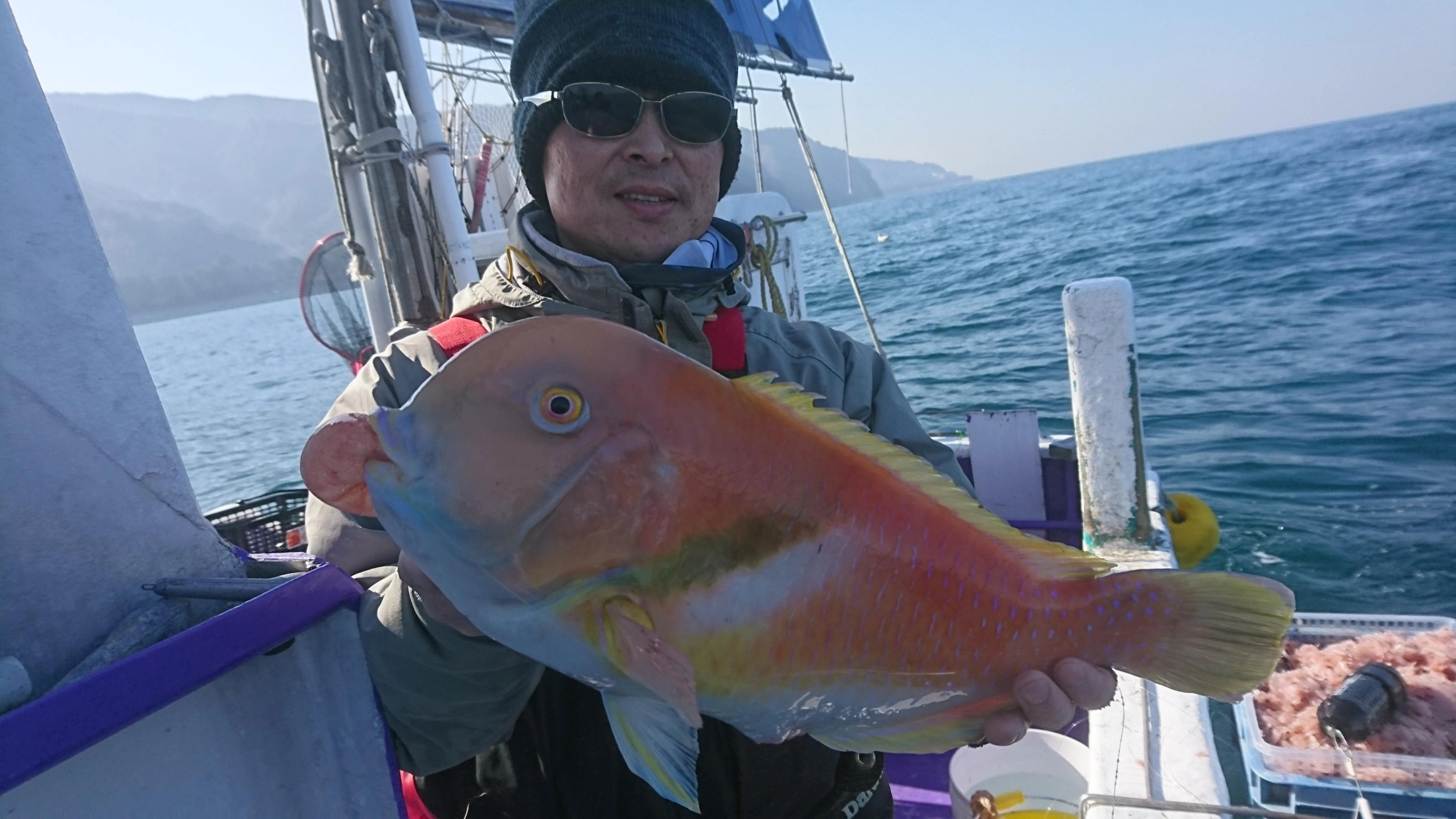 巨大イラ釣れました。お刺身や煮物が美味しいです！！