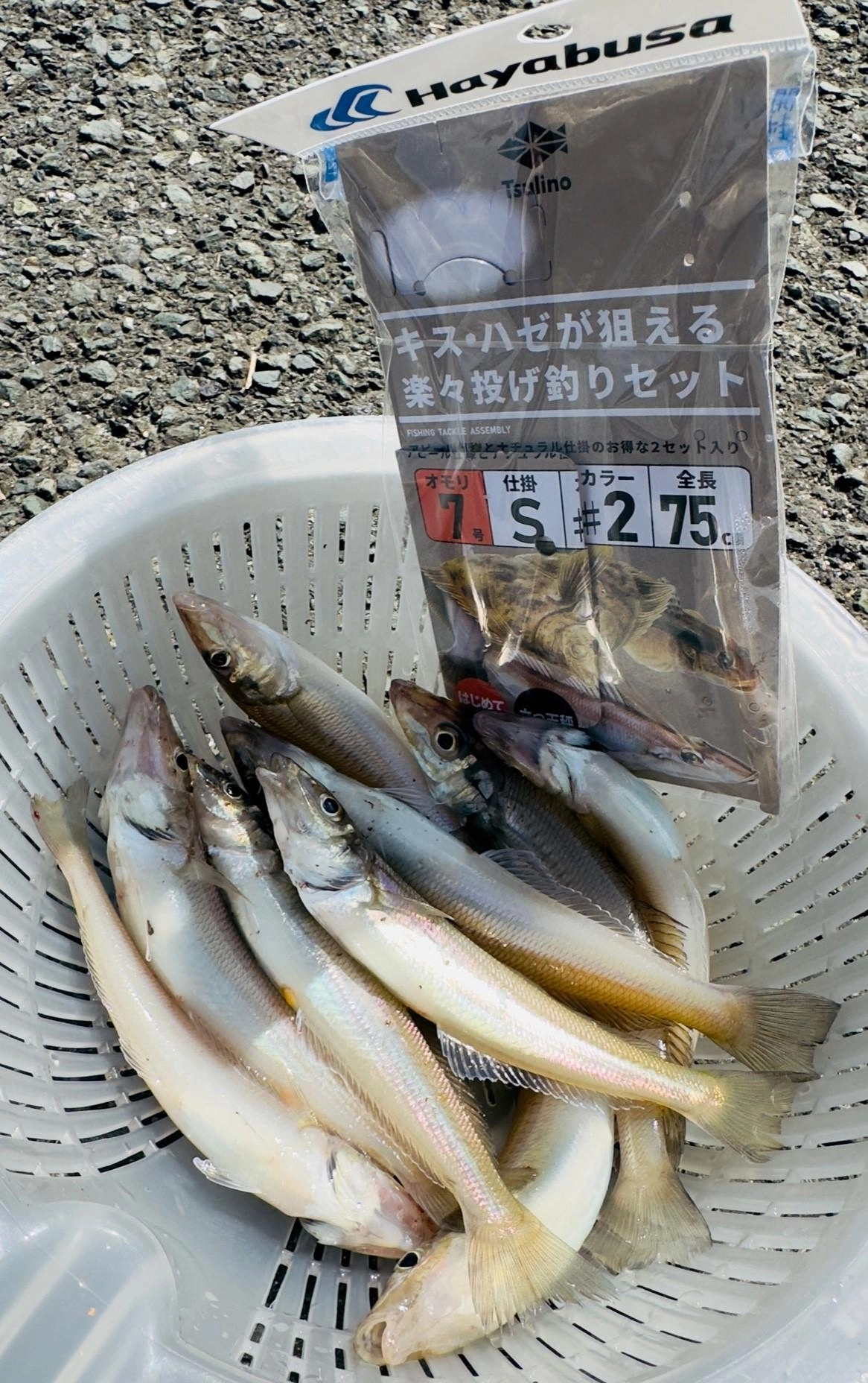 Tsulinoの楽々投げ釣りセットで釣りました♪