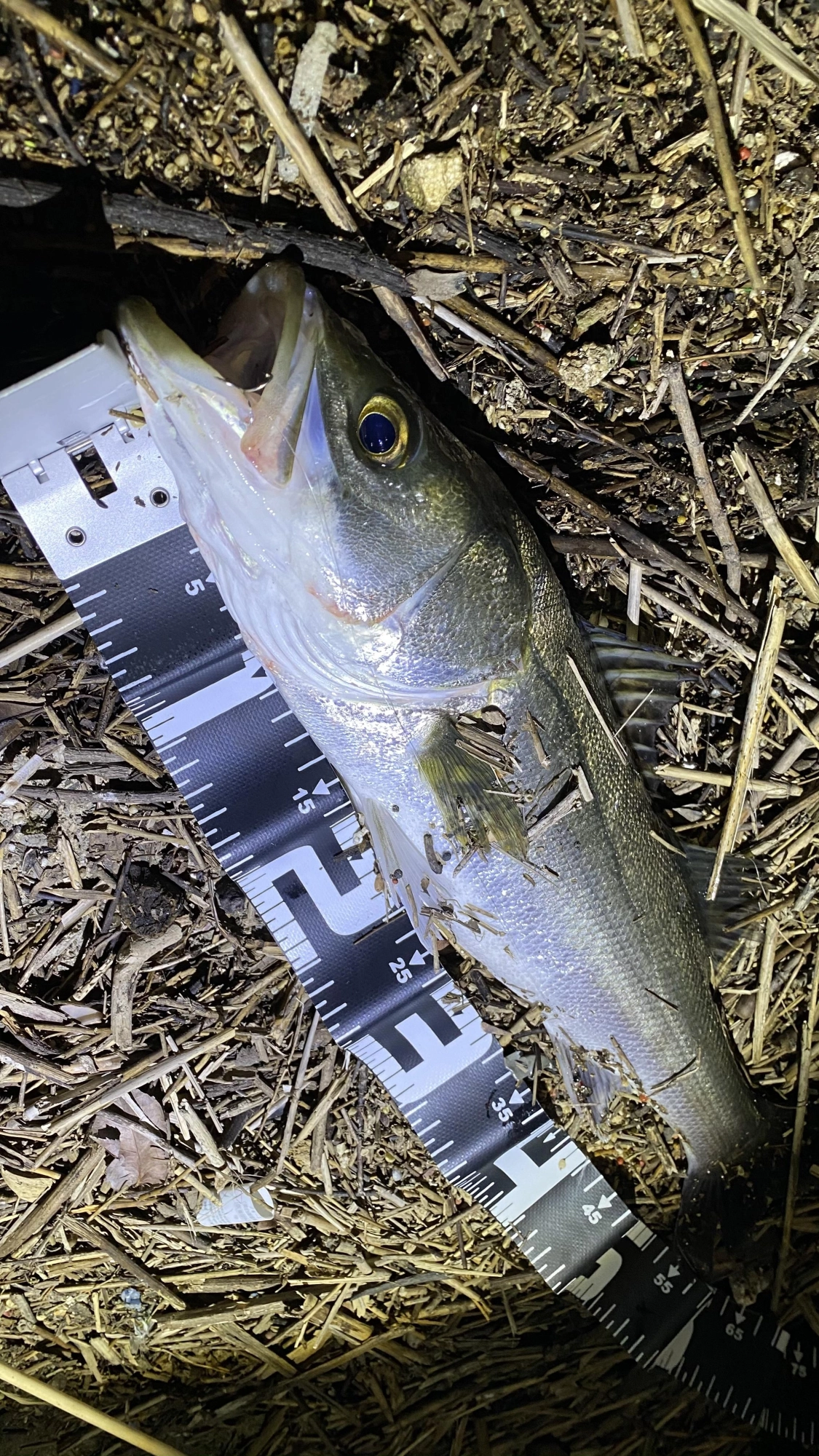 ナイスコンディションの57cm！