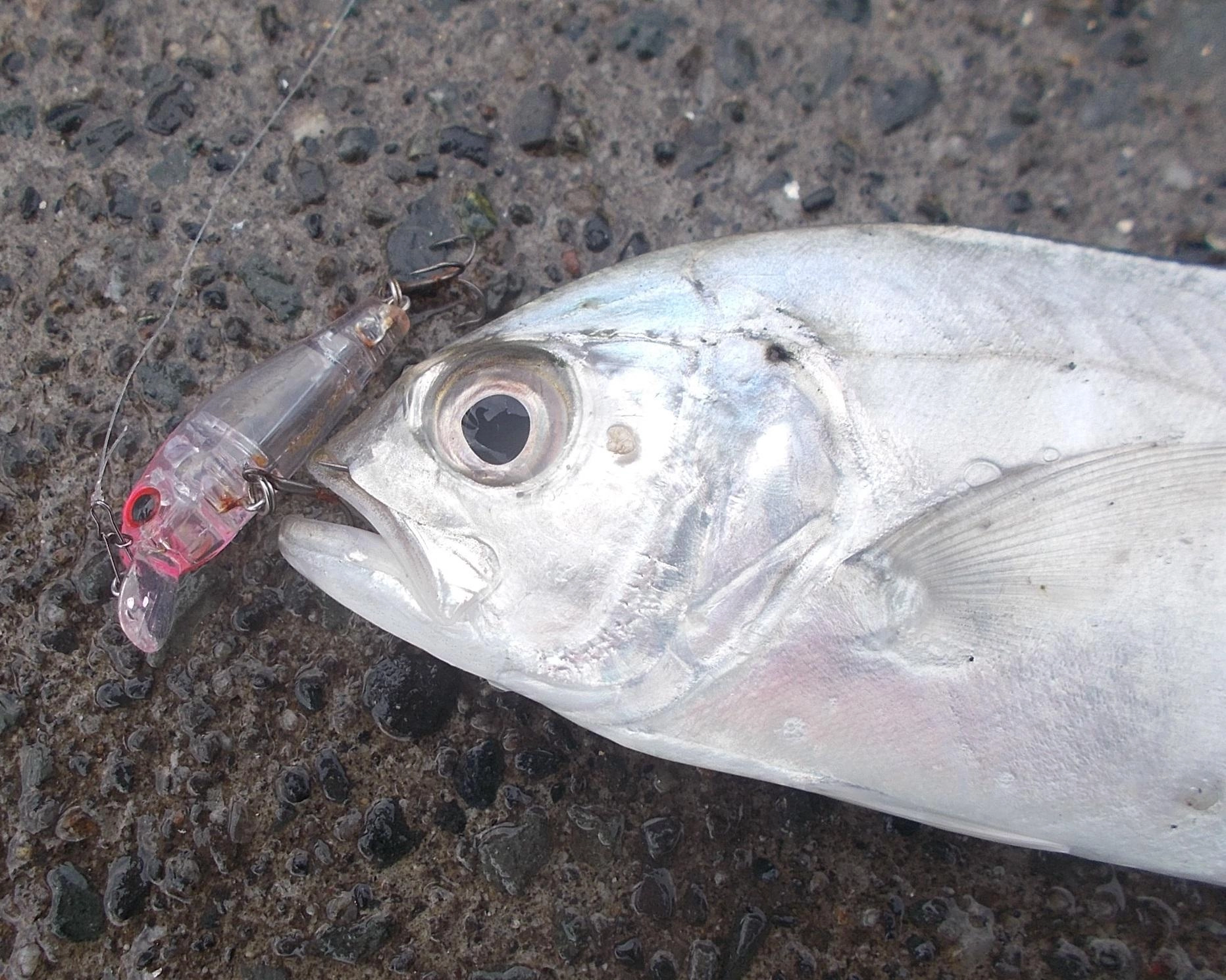リッジ35で釣れましたよ、1㎝位の小魚がベイトで追っかけてました。