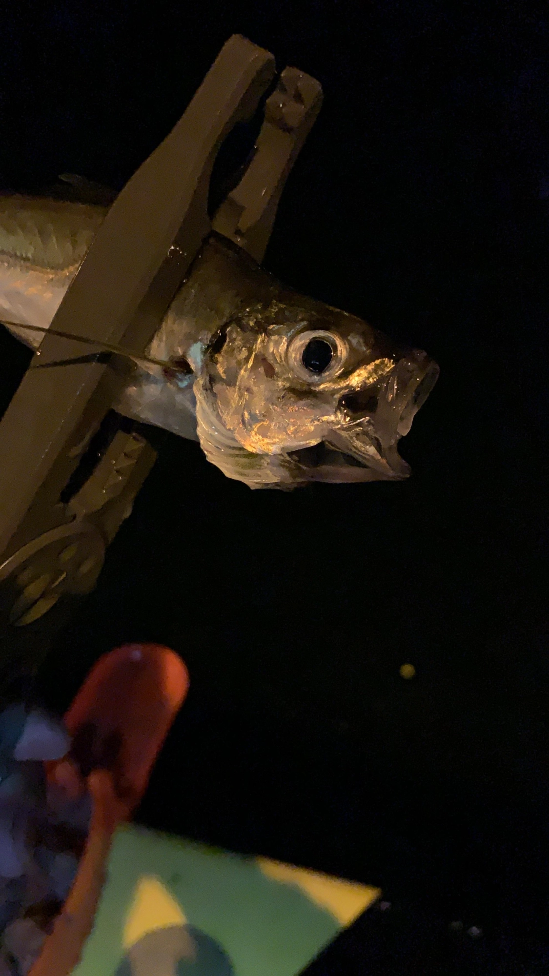 アジングでも調査してみます。
