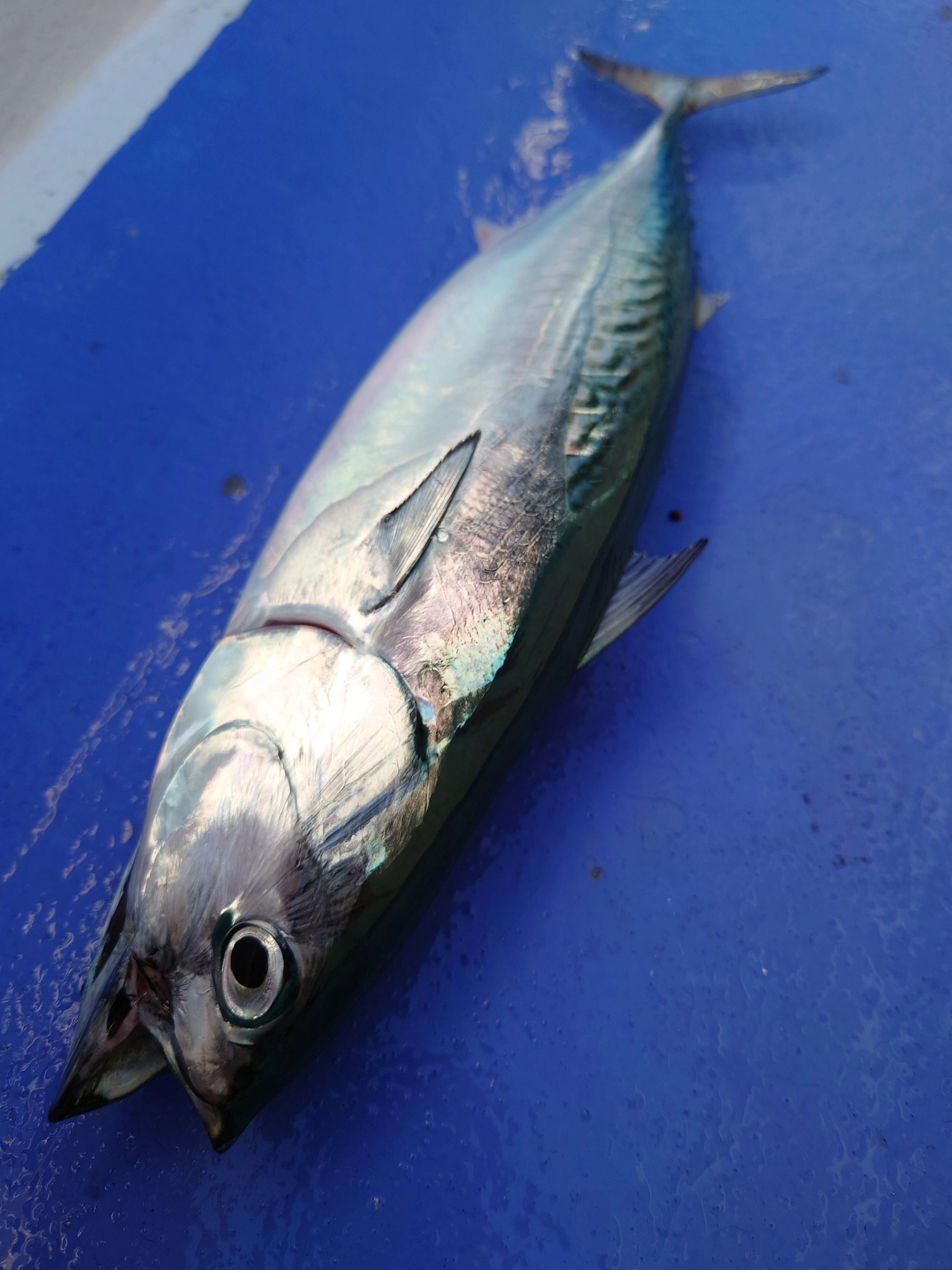 秋のコマセ釣りでソウダが好調に釣れます。平ソウダは食味も最高です。