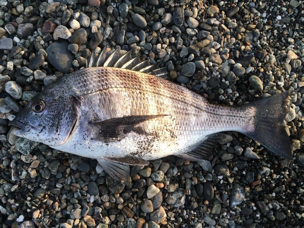 沼津サーフでチヌの乗っ込み始まりました！ | 釣具のイシグロ | 釣り