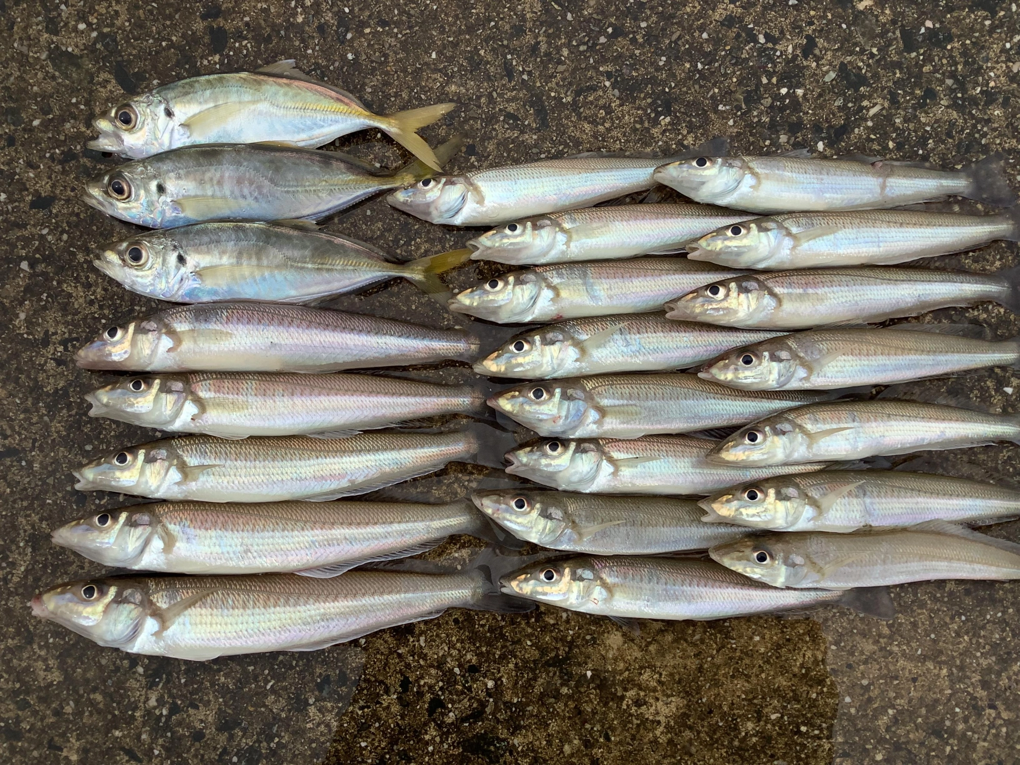 朝早くはアジが周りでも良く釣れてた。ゴールドのエサにも3匹釣れた。
初めてゴールドを使った印象は、比較的良型が釣れる感じ。
ゴールドと石ゴカイの違いもあった。
石ゴカイはゼンメやピンギスにエサを取られるが、ゴールドはエサ持ちが良く、ピンギスやゼンメは少なめ。
逆にゴールドの頭は硬く食い悪い、しっぽは身切れしやすく使える場所が少ない。
エサ取りが少ない朝早くは石ゴカイ。エサ取りが多い時間帯はゴールドと使い分けするといいかも？
釣果は数なら石ゴカイ。型ならゴールドって感じ。
