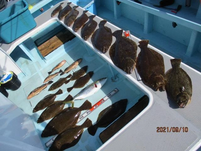 開始早々、大山沖 良型夏ビラメがワヤくちゃ狩りッ(о´∀`о)
