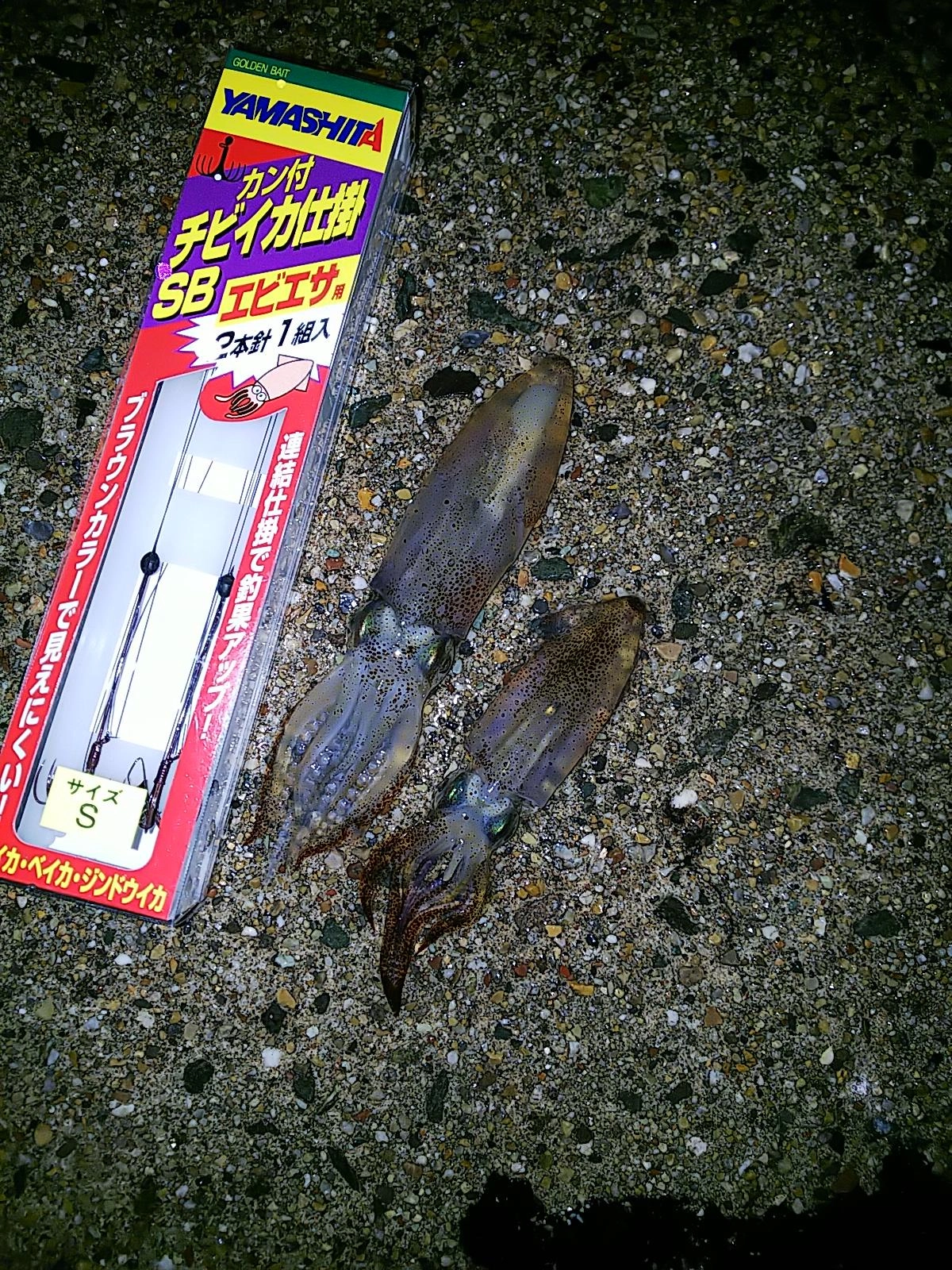 定番の「カン付チビイカ仕掛」を使用
