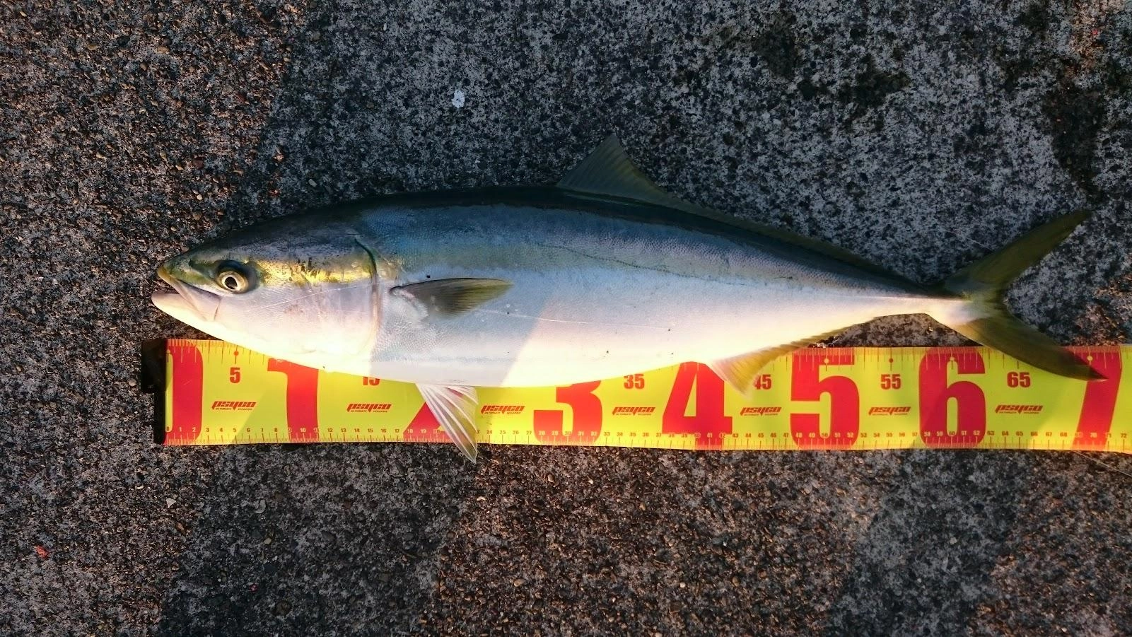 釣り場について早々、常連さんに大き目の青鯵を頂きました。
実験中の胴付き仕掛けで15ｍほど先に投入し、コマセ無し投げサビキを投げた瞬間に掛かりました。ドラグがビュービュー出ている間にサビキを回収し、ドラグを再調整して丁寧に巻き上げるとワラサでした。新年早々幸先の良い釣果でした。