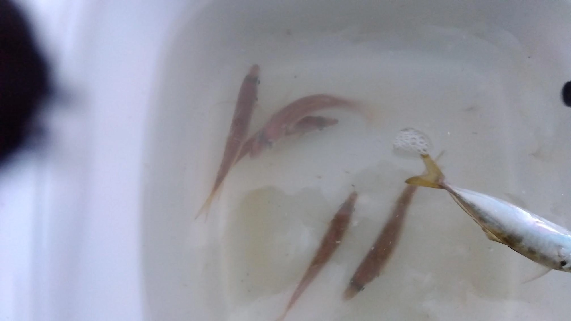 爆風向かい風でも、オモリだけのカゴなしサビキだとなんとか釣りになります。
最初、コマセ無しサビキはカマスとクロムツ対策で７号を使うも切られて鯵は掛からず。そこで夜光玉を取った４号に変え、一切シャクらずアクションなしで、とにかく沈めるだけ、時々張ってアタリをとるに変えました。
するとカマスに切られず鯵が釣れる様になりました。