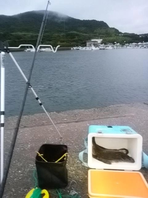 カレイ