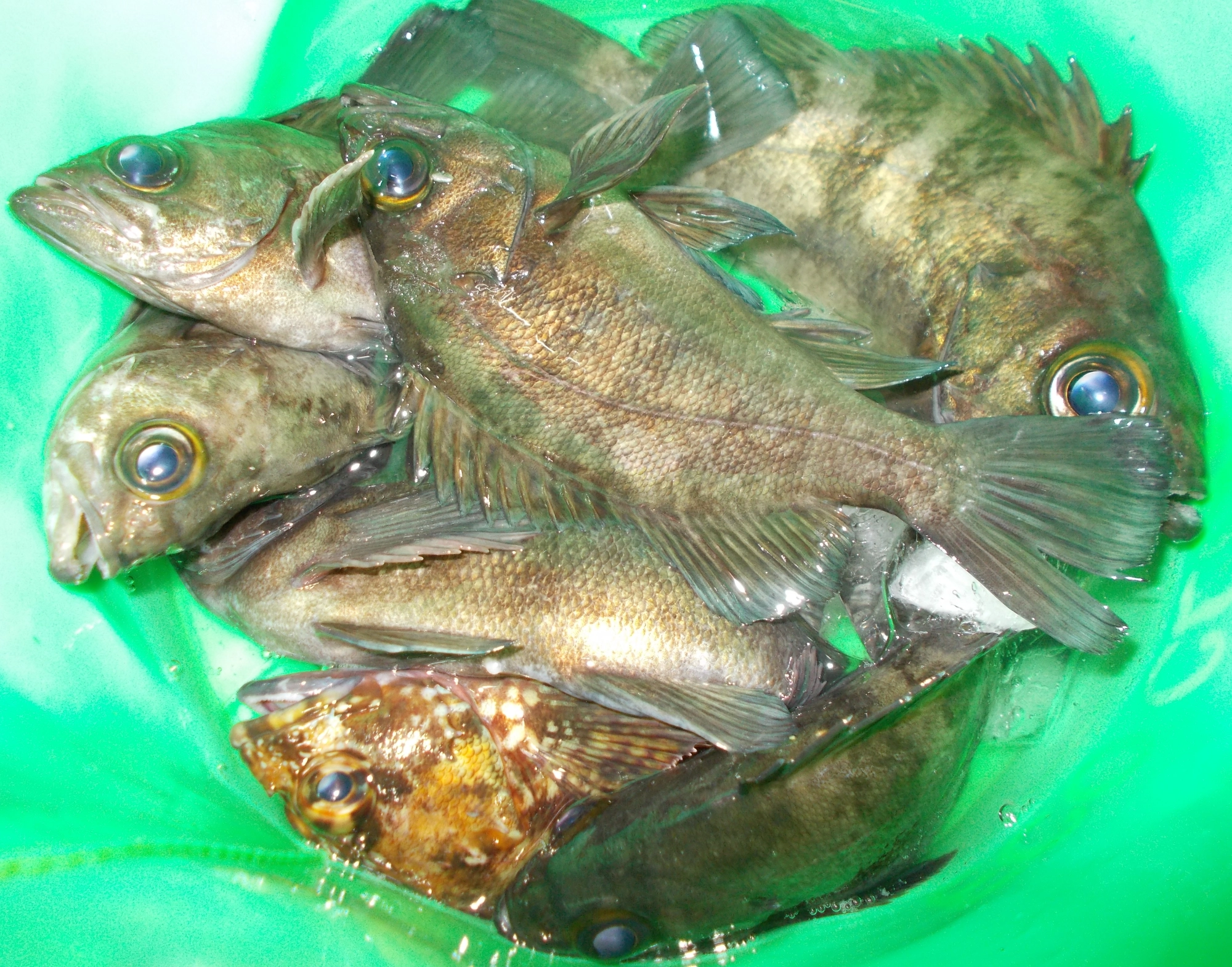 良型メバルだらけでした。産卵前のお腹が大きい魚は釣れても逃がしてあげて下さいね。