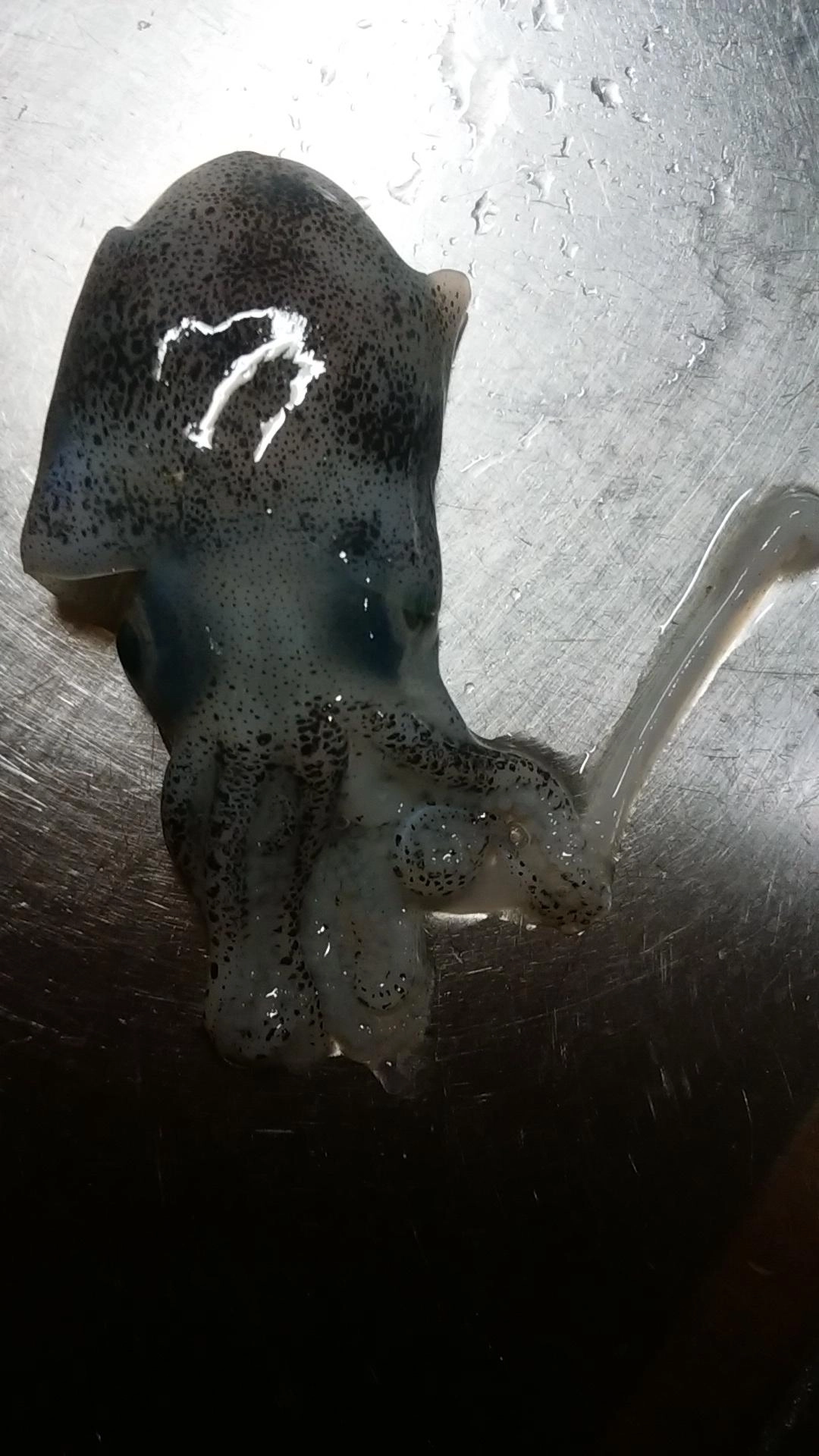 ちびいかはスレ掛かりで即死です。ごめんね(-ω-;)