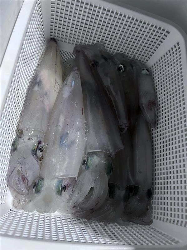 アタリ多く楽しめました！濁りがあったため、水深10ｍ前後でマルイカが連発しました。