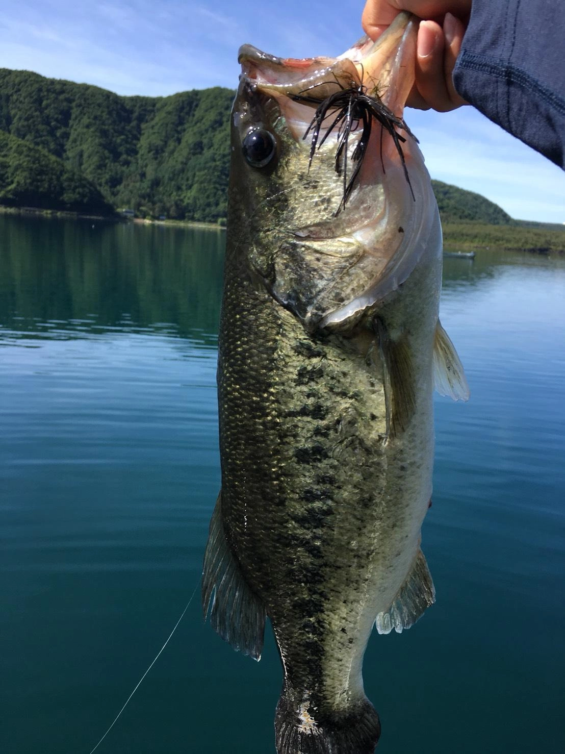 Dジグ1.8gで５２cmのバスが釣れました！！
