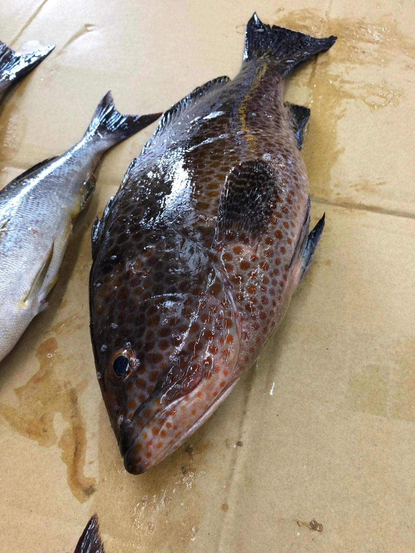オオモンハタは40㎝前後と良型サイズ！お腹もパンパンです！