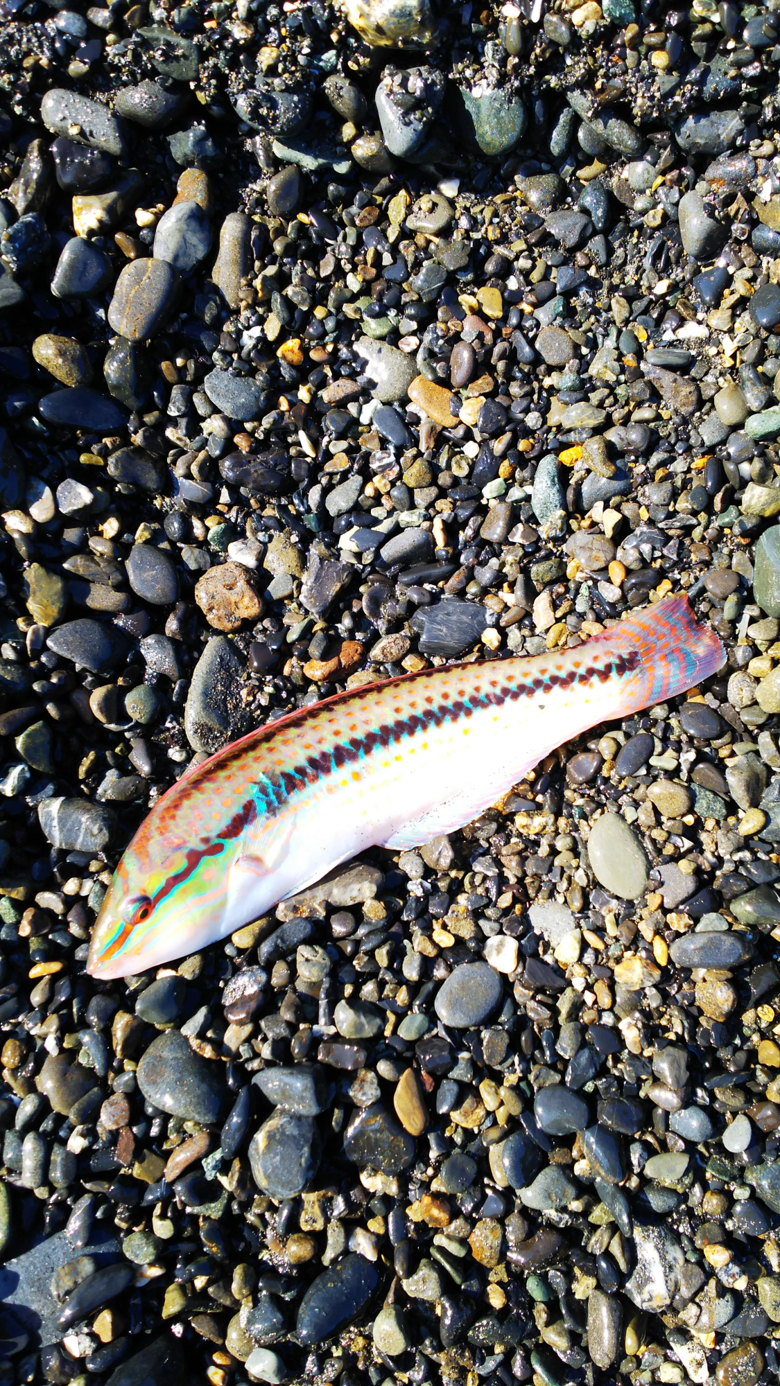 予期せぬ魚種