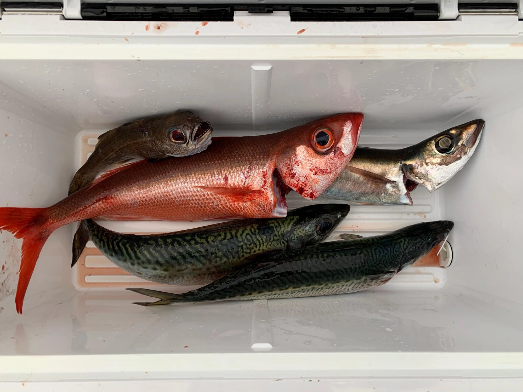 短い時間で入れ食いに！あまりにも釣れるので途中休憩しました。(笑)