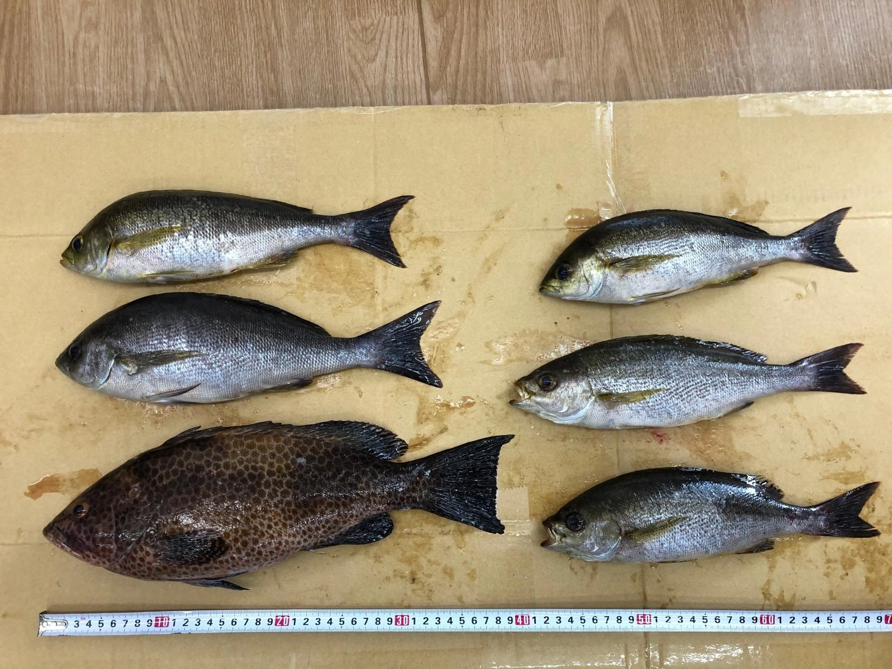 カゴ釣りで良型のイサキとオオモンハタが釣れました！