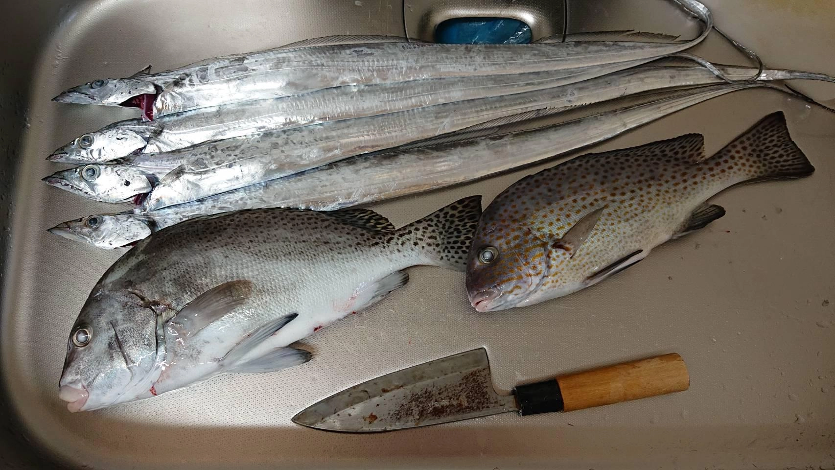 カゴ釣りでの釣果です！タチウオも依然として釣れております！