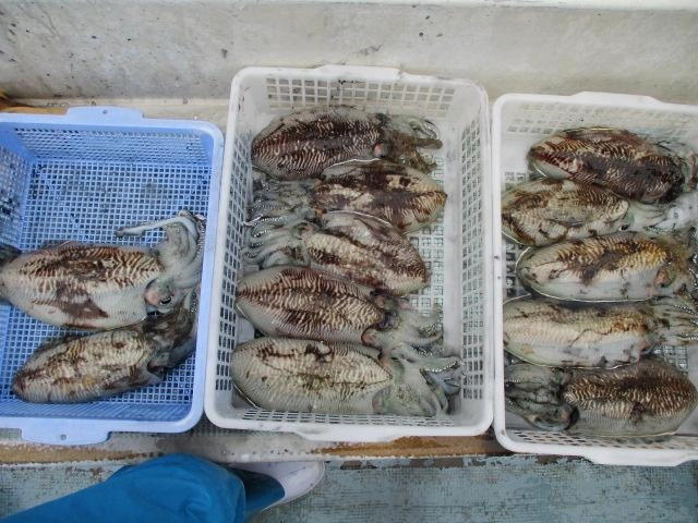 エギだけでの釣果なのに素晴らしいですよねッ(^-^)