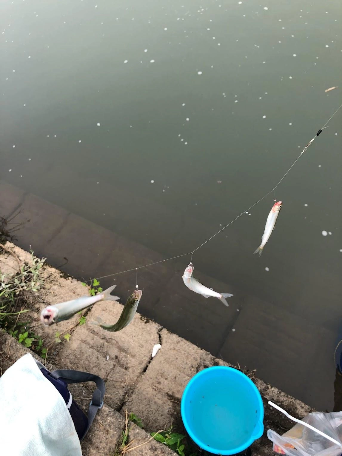 脈釣りでガンガンきます。きちんとエサ撒いとけばずっと入れ食いです。湖東の三河川は低調でしたが、宇曽川はいよいよ本格シーズンに入ってきました。