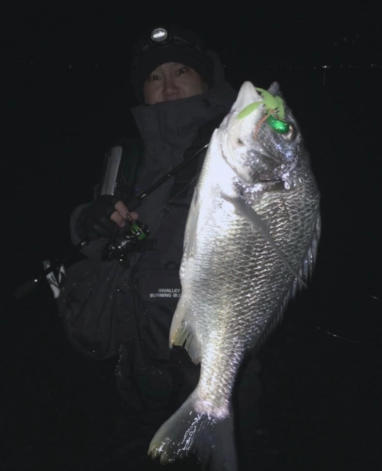 浜名湖キビレ　釣果続いています
