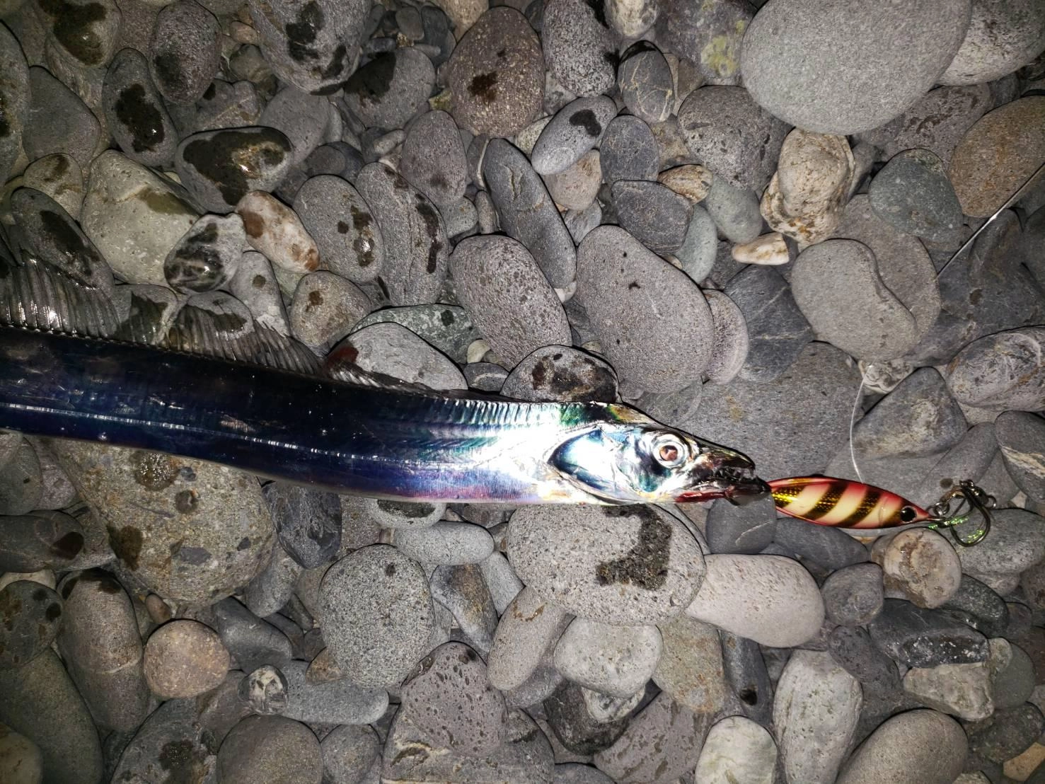タチウオの釣果が連日続いております！