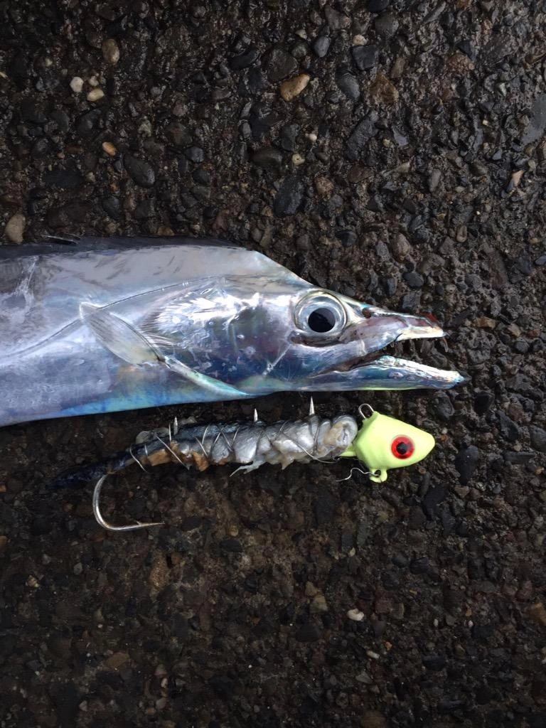 マルシン　タチ魚　ＪＯＹヘッドにサンマで獲れました！