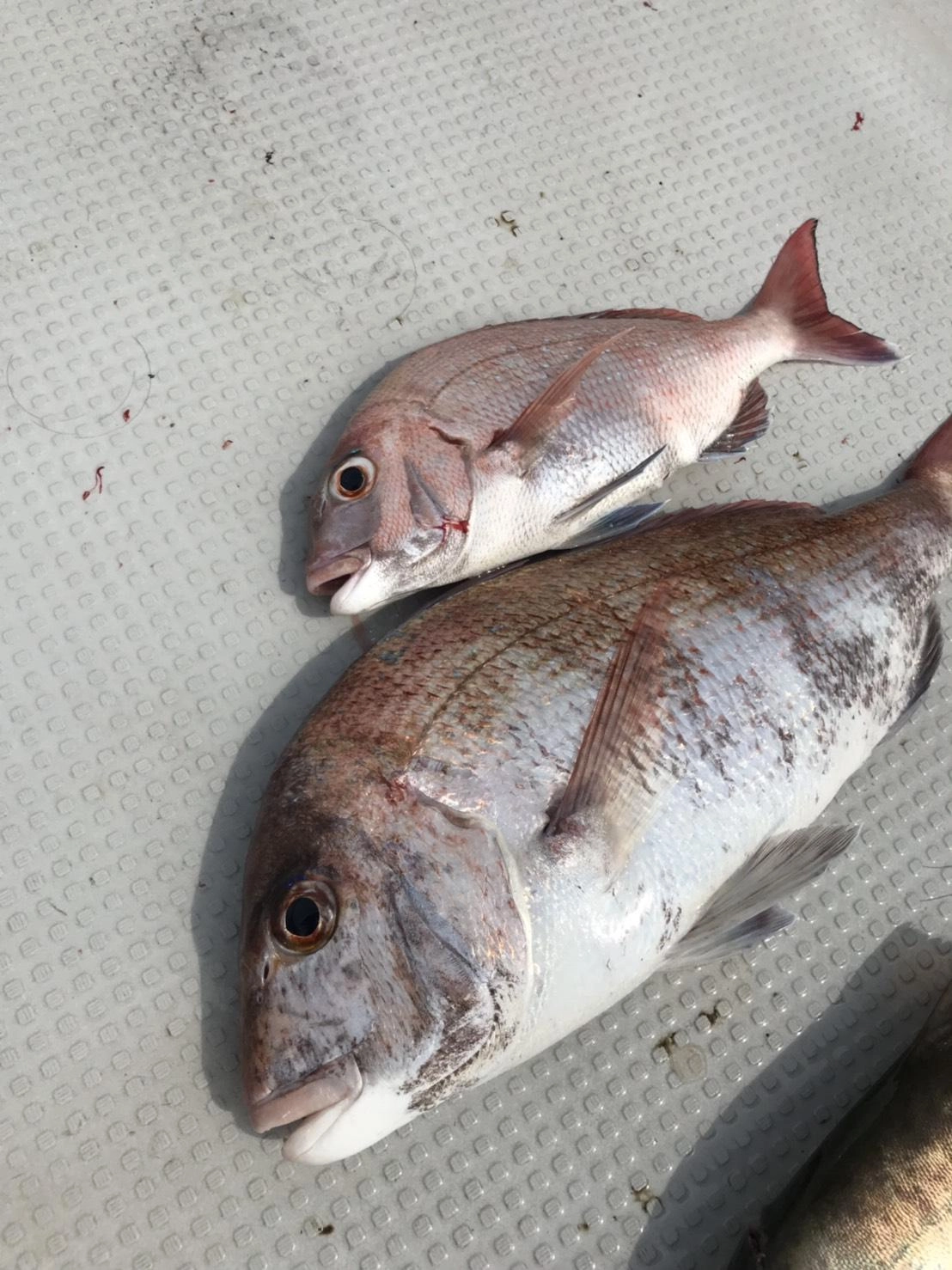 合間にマダイも！最大55ｃｍ！