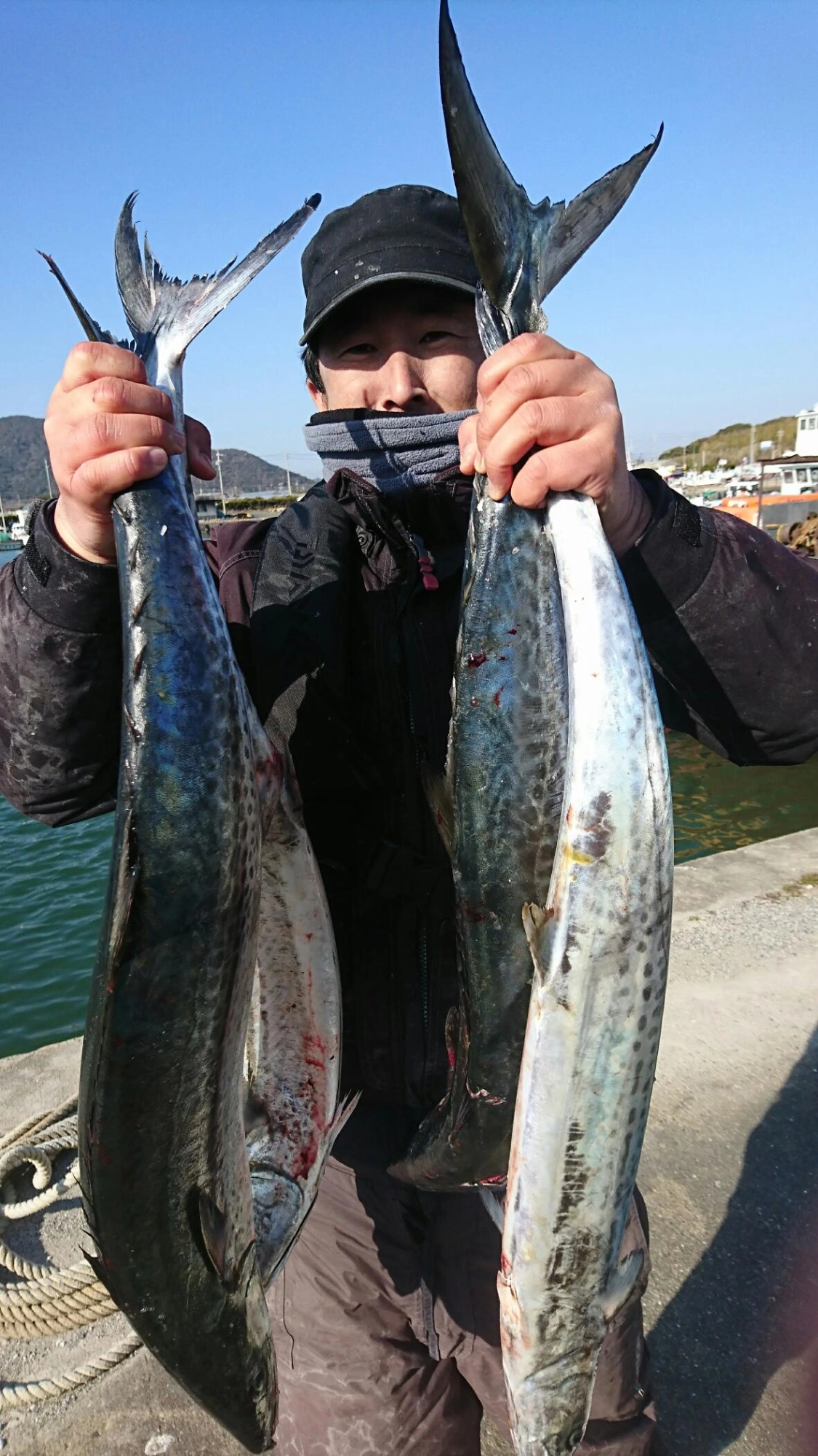 サワラはうまい！たくさん釣れて近所にわけました（笑）サワラはほぼフォールでした！サワラのアタリ多数！