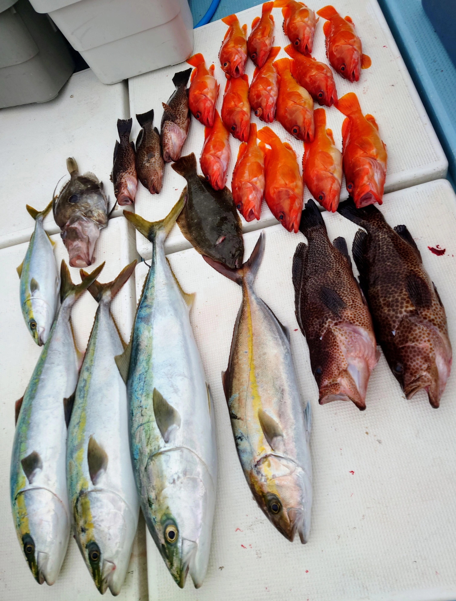 悠希丸
活きアジ泳がせ釣り(ノマセ)
根魚・青物バランスよく