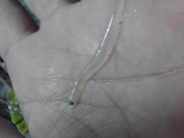 釣れた魚が吐き出したシラウオ？これがベイトのようです。