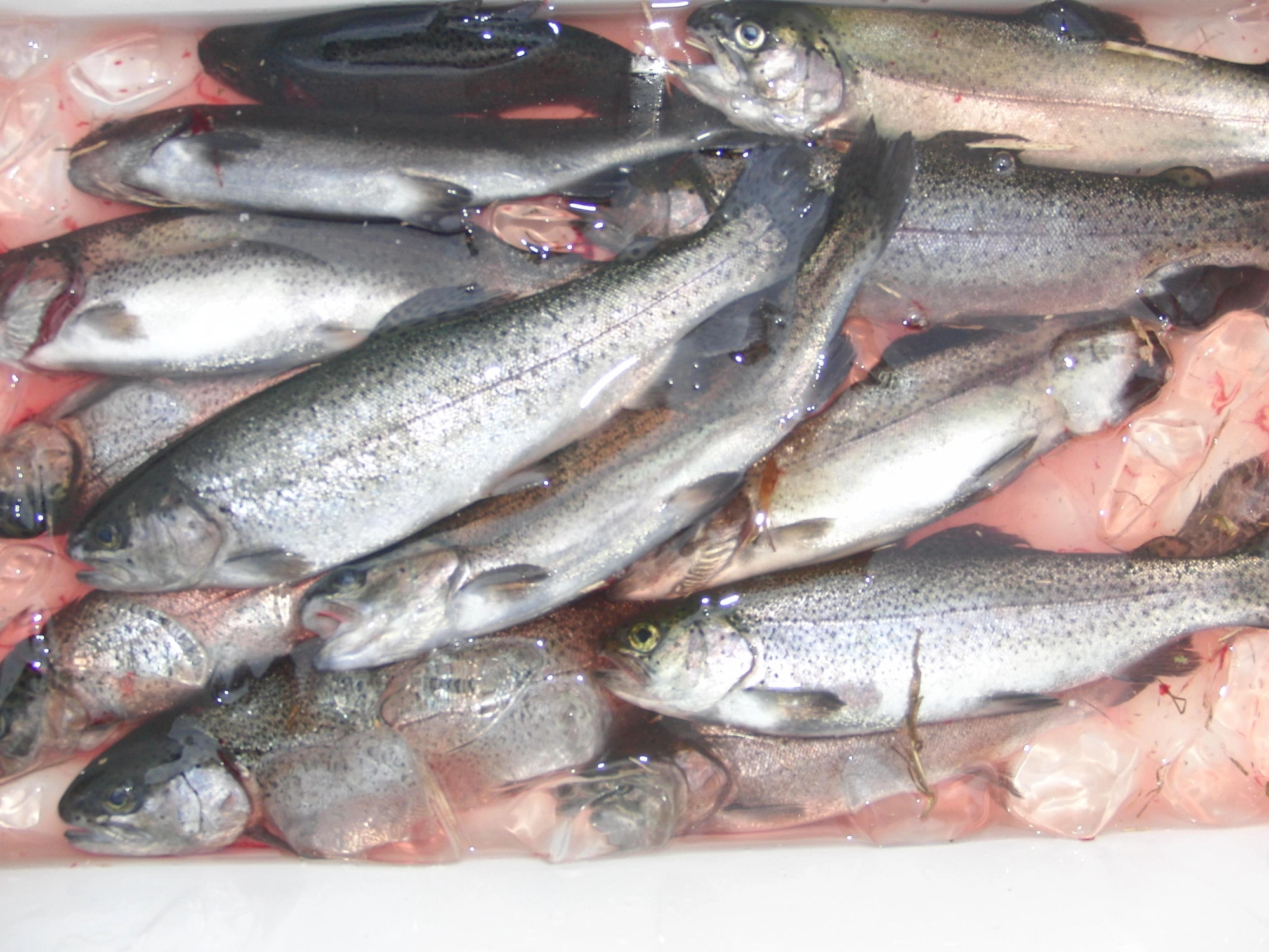 平均25～３０ｃｍ大きさですが４０ｃｍ級も釣れます。